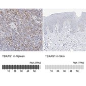 Anti-TBXAS1 antibody produced in rabbit Prestige Antibodies® Powered by Atlas Antibodies, affinity isolated antibody, buffered aqueous glycerol solution