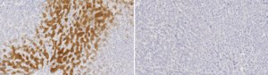 Anti-CYP3A4 Antibody, clone 2F2 ZooMAb® Rabbit Monoclonal recombinant, expressed in HEK 293 cells