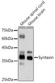 Anti-Syntaxin Antibody, clone 7D9V8, Rabbit Monoclonal