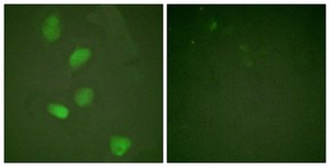 Anti-HDAC3 antibody produced in rabbit affinity isolated antibody