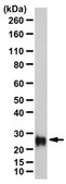 Anti-Trypsin-3 Antibody from rabbit, purified by affinity chromatography