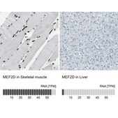 Anti-MEF2D antibody produced in rabbit Ab2, Prestige Antibodies® Powered by Atlas Antibodies, affinity isolated antibody, buffered aqueous glycerol solution