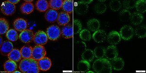 Anti-IL-13 Antibody, clone 1B10 ZooMAb® Rabbit Monoclonal recombinant, expressed in HEK 293 cells
