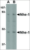 Anti-Nhe-1 (ab1) antibody produced in rabbit affinity isolated antibody, buffered aqueous solution