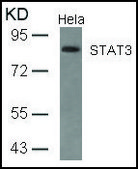 Anti-STAT3 (Ab-727) antibody produced in rabbit affinity isolated antibody
