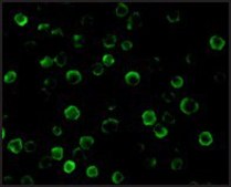Anti-FLASH antibody produced in rabbit affinity isolated antibody, buffered aqueous solution