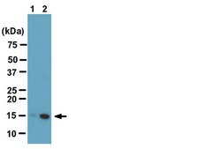 ChIPAb+ Dimethyl-Histone H3 (Lys9) - ChIP Validated Antibody and Primer Set clone CMA307, from mouse