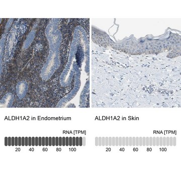 Anti-ALDH1A2 antibody produced in rabbit Prestige Antibodies® Powered by Atlas Antibodies, affinity isolated antibody, buffered aqueous glycerol solution