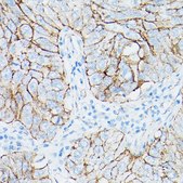 Anti- β-Catenin antibody produced in rabbit