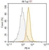 Anti-WRN Antibody, clone 20A11.1 ZooMAb® Mouse Monoclonal recombinant, expressed in HEK 293 cells