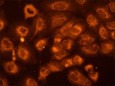 Monoclonal Anti-Phosphothreonine antibody produced in mouse clone PTR-8, ascites fluid
