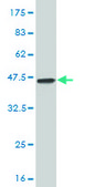 Monoclonal Anti-MAP2K3, (N-terminal) antibody produced in mouse clone 1D10, purified immunoglobulin, buffered aqueous solution