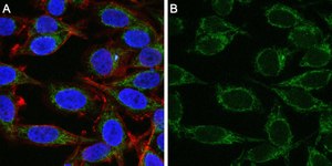 Anti-Mitofusin-2 Antibody, clone 2D19 ZooMAb® Rabbit Monoclonal recombinant, expressed in HEK 293 cells
