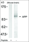 Anti-APP (Ab-668) antibody produced in rabbit affinity isolated antibody