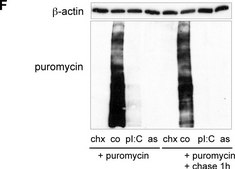 Anti-Puromycin Antibody, clone 12D10 clone 12D10, from mouse