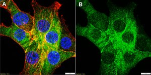 Anti-LATS1 Antibody, clone 1D18 ZooMAb® Rabbit Monoclonal recombinant, expressed in HEK 293 cells