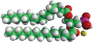 16:0 PA Avanti Research™ - A Croda Brand