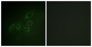 Anti-JAK3 antibody produced in rabbit affinity isolated antibody