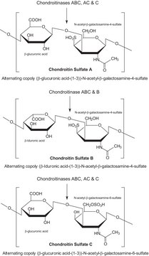 Chondroitinase ABC from Proteus vulgaris BSA free, lyophilized powder, specific activity 50-250 units/mg protein