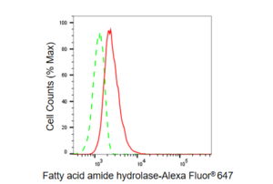 Anti Fatty acid amide hydrolase Antibody, clone 23GB5355, Rabbit Monoclonal clone 23GB5355, recombinant rabbit monoclonal, expressed in HEK293 cells