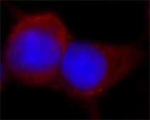 ANTI-FLAG® antibody produced in rabbit affinity isolated antibody, buffered aqueous solution