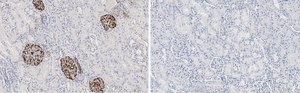Anti-Nestin Antibody, clone 10C2 ZooMAb® Mouse Monoclonal recombinant, expressed in HEK 293 cells