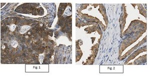 抗-LDHB抗体 from rabbit, purified by affinity chromatography
