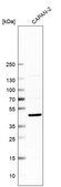 Anti-KLF2 antibody produced in rabbit Prestige Antibodies® Powered by Atlas Antibodies, affinity isolated antibody, buffered aqueous glycerol solution