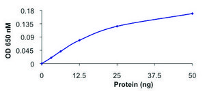 PP2C-γ, active, GST tagged human recombinant, expressed in baculovirus infected Sf9 cells, ≥70% (SDS-PAGE), buffered aqueous glycerol solution