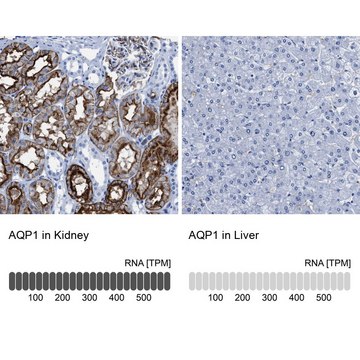 Anti-AQP1 antibody produced in rabbit Prestige Antibodies® Powered by Atlas Antibodies, affinity isolated antibody, buffered aqueous glycerol solution