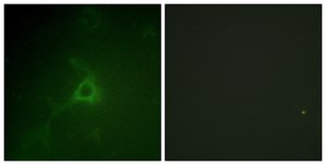 Anti-GFAP antibody produced in rabbit affinity isolated antibody