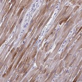 Anti-PERM1 antibody produced in rabbit Prestige Antibodies® Powered by Atlas Antibodies, affinity isolated antibody, buffered aqueous glycerol solution