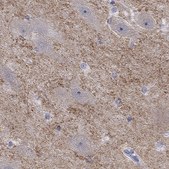 Anti-GRIA3 antibody produced in rabbit Prestige Antibodies® Powered by Atlas Antibodies, affinity isolated antibody, buffered aqueous glycerol solution