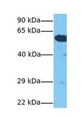 Anti-PTBP1 antibody produced in rabbit affinity isolated antibody