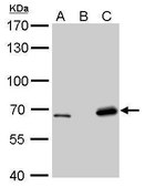 Monoclonal Anti-Lamin B2 antibody produced in mouse clone GT144, affinity isolated antibody