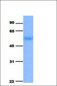 Anti-SLC37A4 antibody produced in rabbit affinity isolated antibody