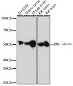 Anti-βIII-Tubulin Antibody, clone 6X6H6, Rabbit Monoclonal