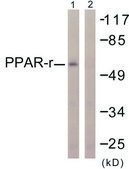 抗 PPAR-γ 兔抗 affinity isolated antibody