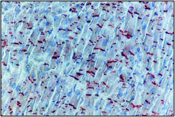 Anti-Pan Cadherin antibody produced in rabbit whole antiserum