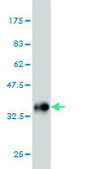 Monoclonal Anti-IL8 antibody produced in mouse clone 6G4, purified immunoglobulin, buffered aqueous solution