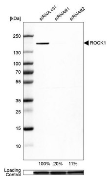 Anti-ROCK1 antibody produced in rabbit Prestige Antibodies® Powered by Atlas Antibodies, affinity isolated antibody, buffered aqueous glycerol solution