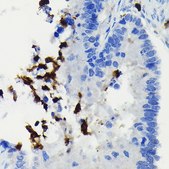 Anti-FADD antibody produced in rabbit