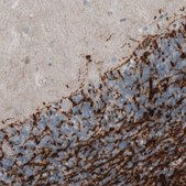 Monoclonal Anti-CNP antibody produced in mouse Prestige Antibodies® Powered by Atlas Antibodies, clone CL2887, purified immunoglobulin, buffered aqueous glycerol solution