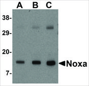 Anti-NOXA antibody produced in rabbit affinity isolated antibody, buffered aqueous solution