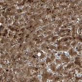Anti-PEBP1 antibody produced in rabbit Prestige Antibodies® Powered by Atlas Antibodies, affinity isolated antibody, buffered aqueous glycerol solution