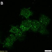 Anti-Apaf-1 Antibody, clone 1C7 ZooMAb® Rabbit Monoclonal recombinant, expressed in HEK 293 cells