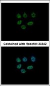 Anti-KDM6A antibody produced in rabbit