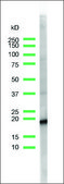 Anti-CD3 antibody, Rabbit monoclonal recombinant, expressed in proprietary host, clone SP7, tissue culture supernatant