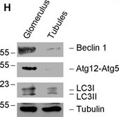 Anti-α-Tubulin antibody, Mouse monoclonal clone B-5-1-2, purified from hybridoma cell culture