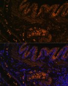 Anti-MMP9 antibody produced in rabbit